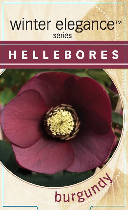 HELLEBORE BURGUNDY 140MM
