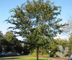 ULMUS PROCERA BURNLEY SELECT ELM BR