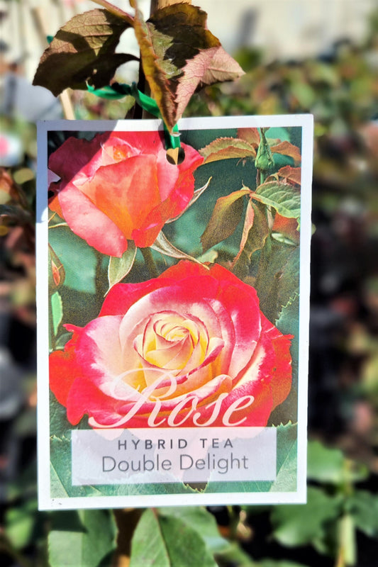 BR 3FT STANDARD ROSE DOUBLE DELIGHT HYBRID TEA