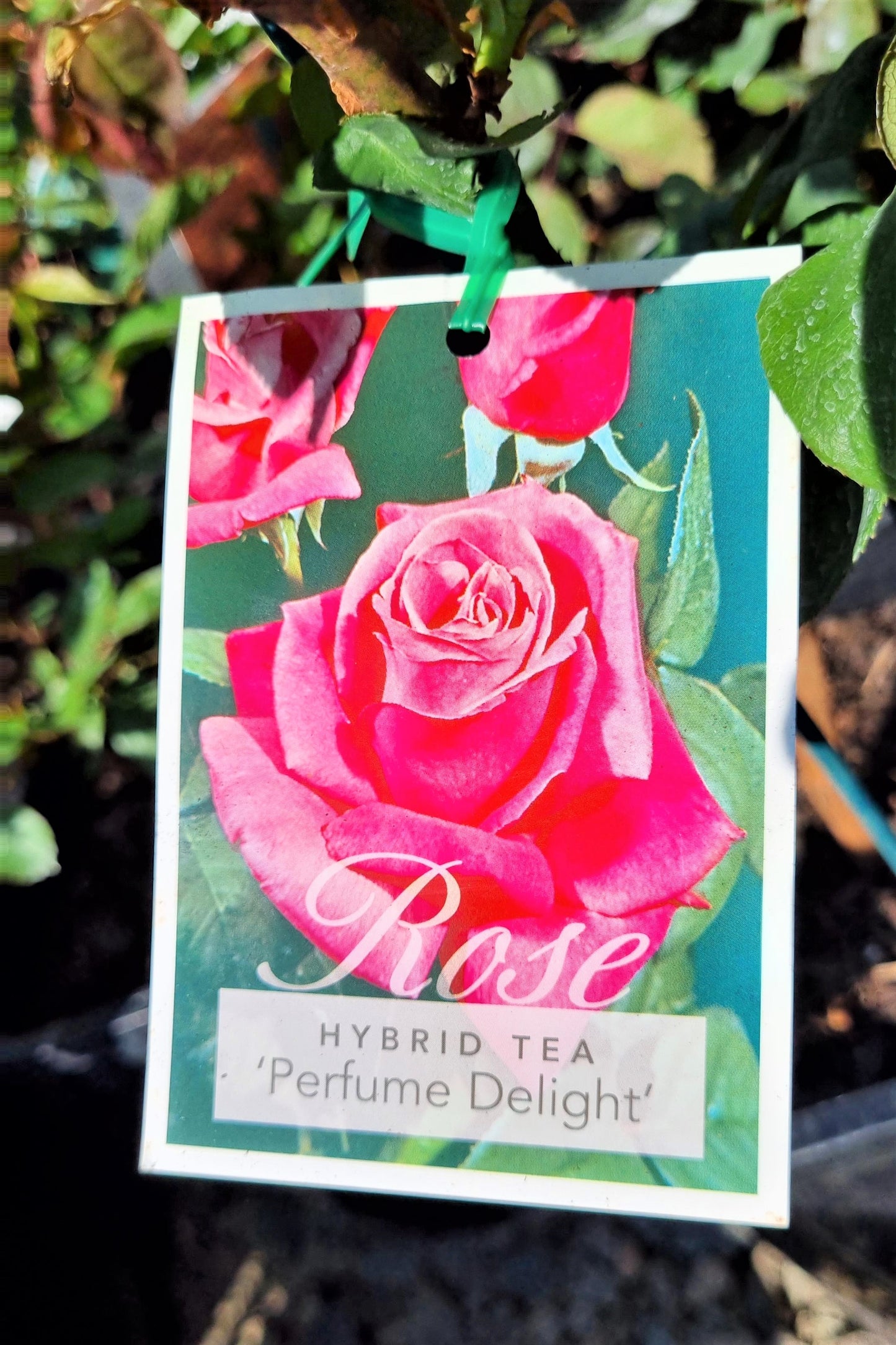 BR 3FT STANDARD ROSE PERFUME DELIGHT HYBRID TEA