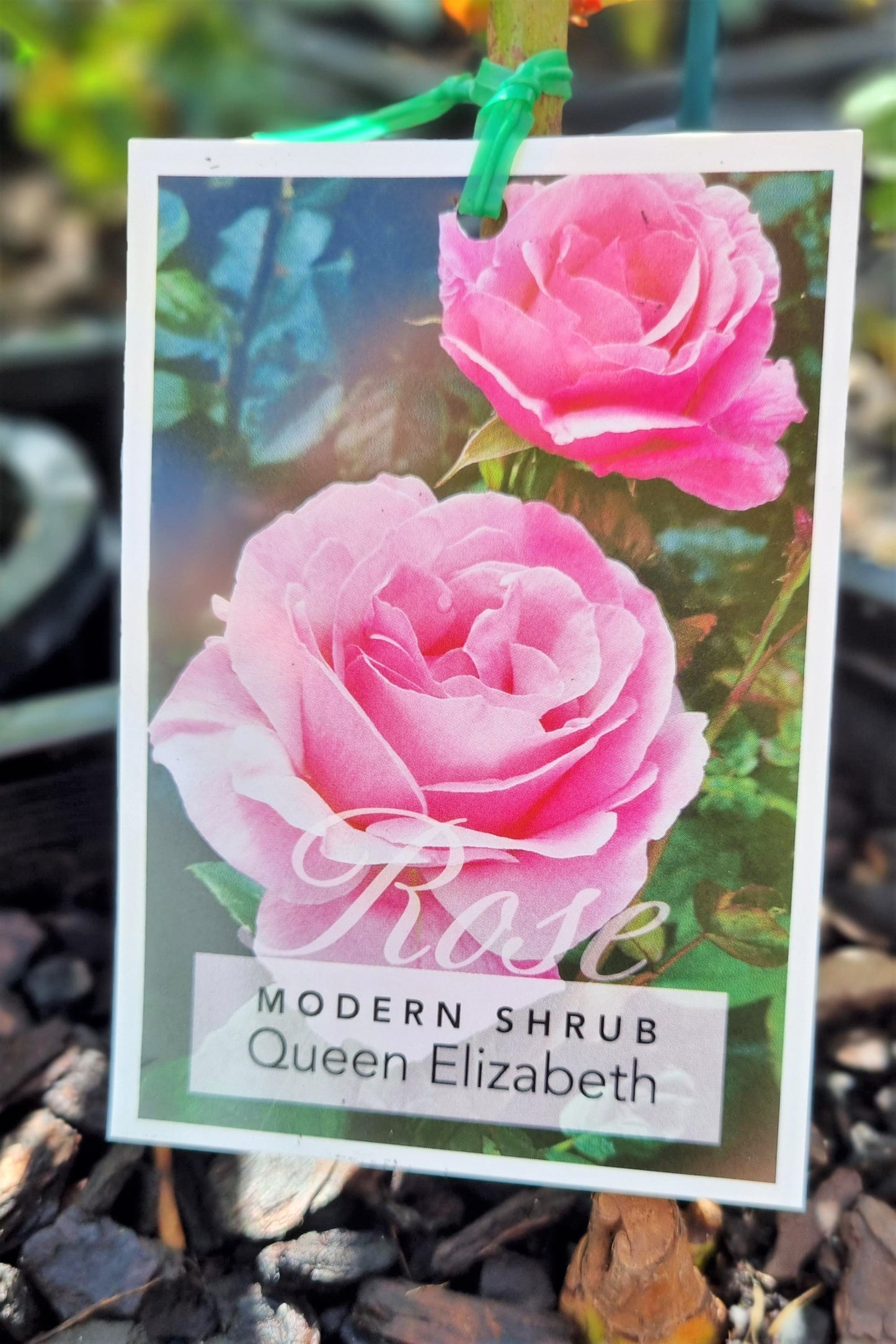 BR 3FT STANDARD ROSE QUEEN ELIZABETH MODERN SHRUB