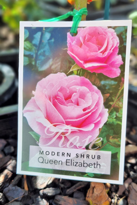 BR 3FT STANDARD ROSE QUEEN ELIZABETH MODERN SHRUB