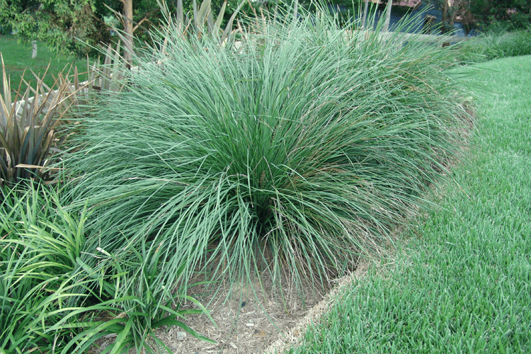 Lomandra Nyalla - 140mm