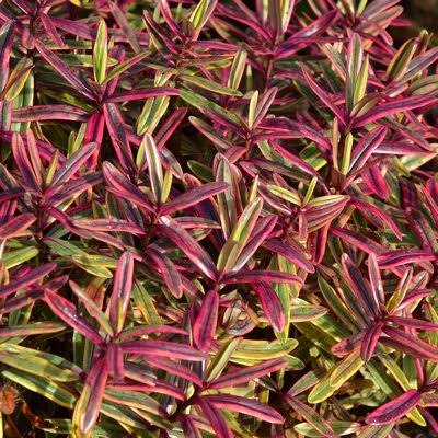 Hebe Surf Coast - 140mm