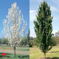 ORNAMENTAL PEAR PYRUS CALLERYANA CAPITAL BR