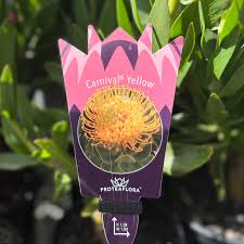 LEUCOSPERMUM CARNIVALYELLOW 140MM