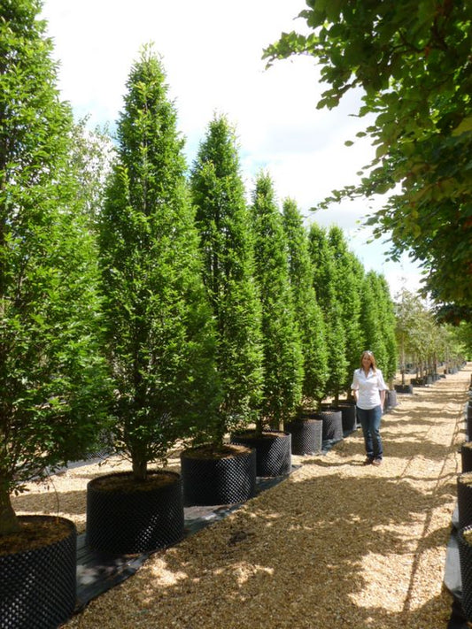 CARPINUS BETULUS HORNBEAM FASTIGIATA UPRIGHT BR