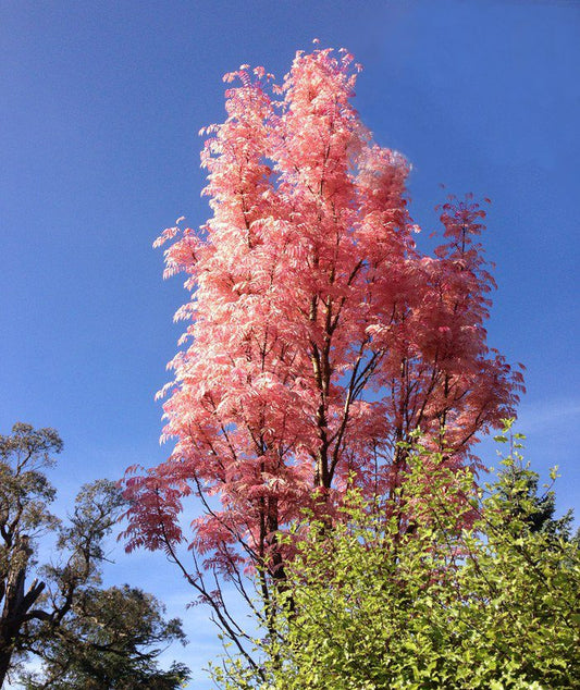 CEDRELA SINENSIS CHINESE TOON BR