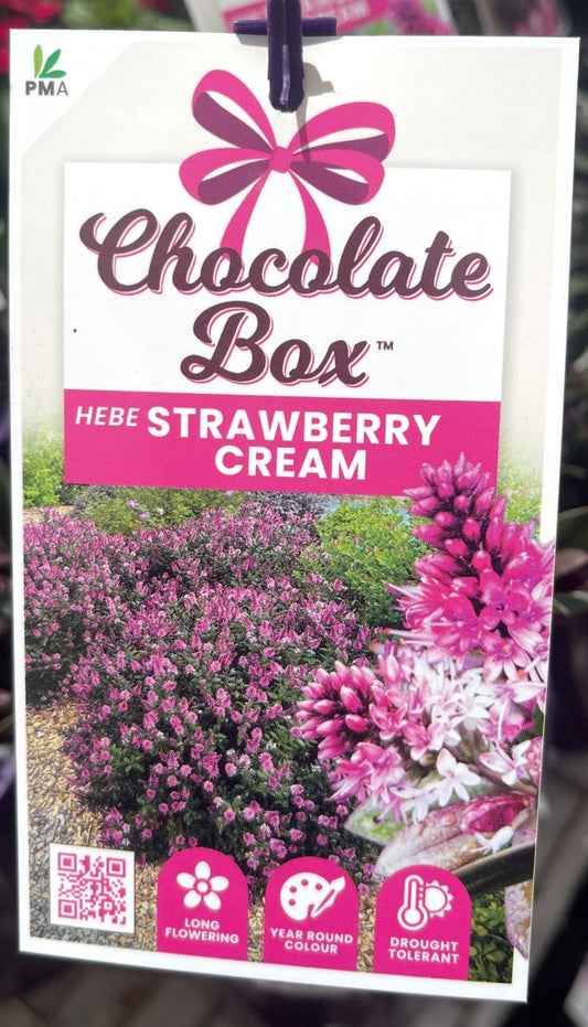 HEBE CHOCOLATE BOX STRAWBERRY CREAM 140MM