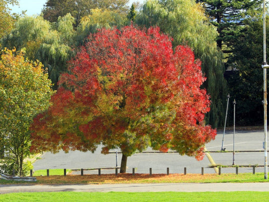 FRAXINUS ANGUSTIFOLIA RAYWOODII CLARET ASH BR
