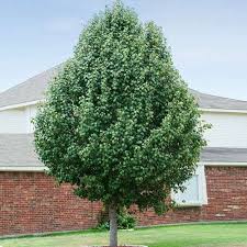 ORNAMENTAL PEAR CLEVELAND SELECT 250MM