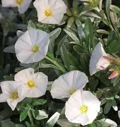 CONVOLVULUS WHITE RIPPLED MOON 140MM