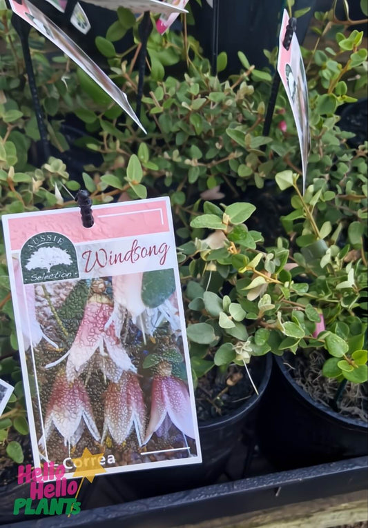 CORREA REFLEXA HYBRID WINDSONG 140MM