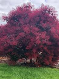 COTINUS ROYAL PURPLE BR
