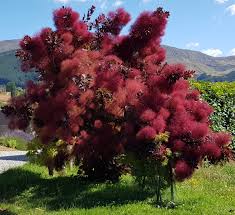COTINUS X GRACE SMOKEBUSH BR