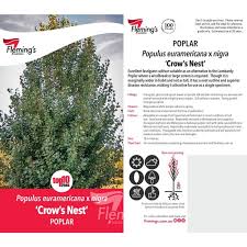 POPULUS EURAMERICANA X NIGRA CROWS NEST ADVANCED BR