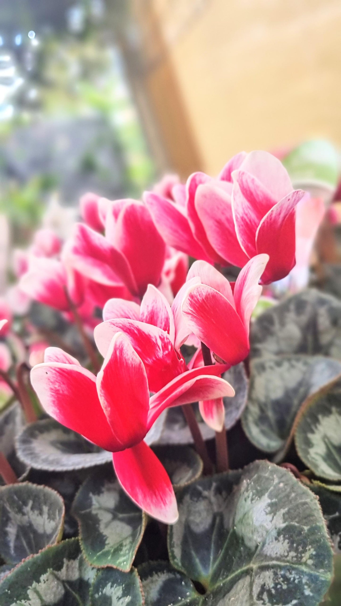 CYCLAMEN HALIOS FANTASIA RED 200MM