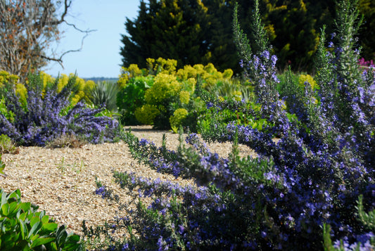 Rosemary ‘Blue Lagoon’ - 140mm