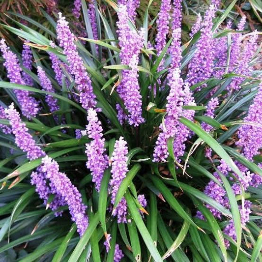 Liriope Muscari Purple - 140mm