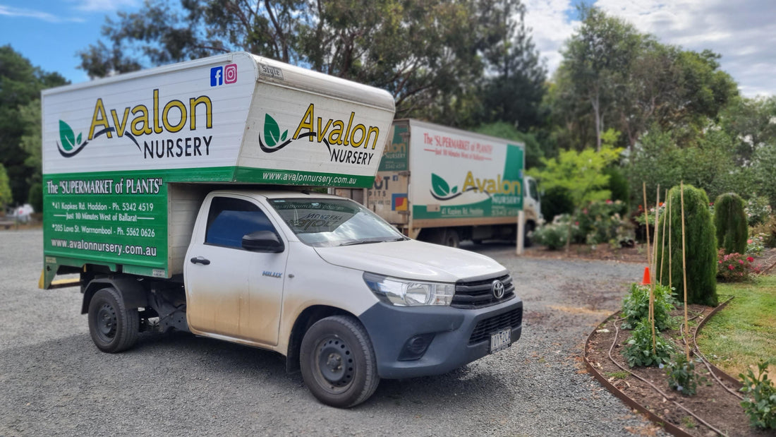 Avalon Nursery // Delivery