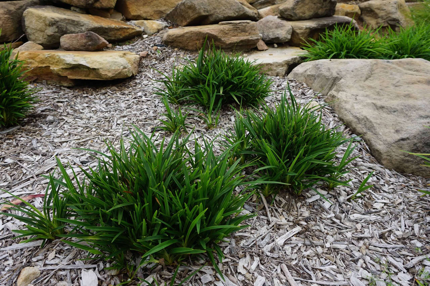 DIANELLA CAERULEA BABY BREEZE 140MM