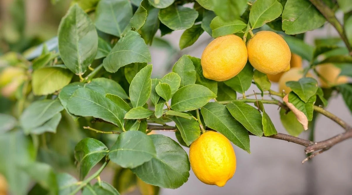 CITRUS MEYER LEMON 250MM