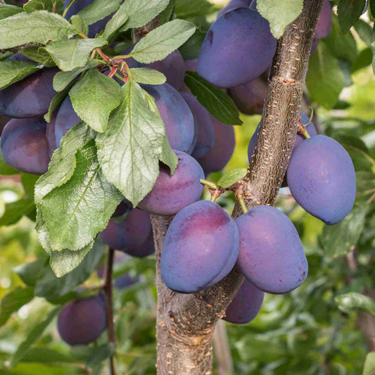 DWARF PLUM DAMSON BR