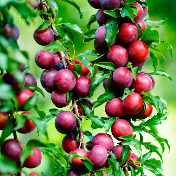 DWARF PLUM SATSUMA BR
