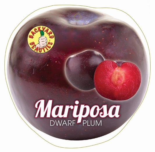 DWARF PLUM MARIPOSA BR