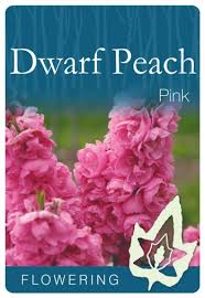 DWARF PEACH PINK BR