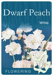 DWARF PEACH WHITE BR