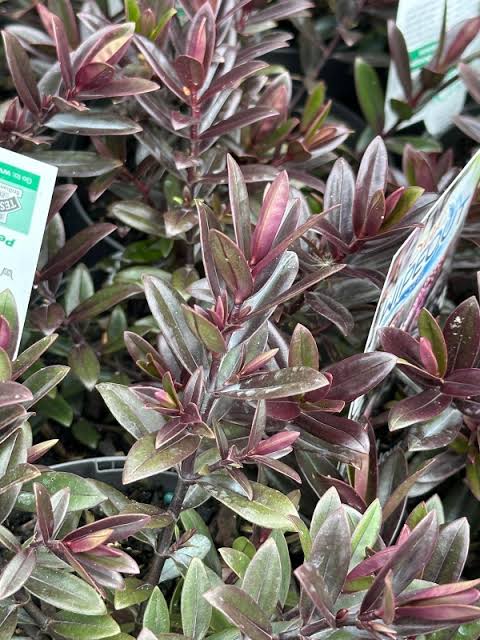 Hebe Surf Wipeout - 140mm