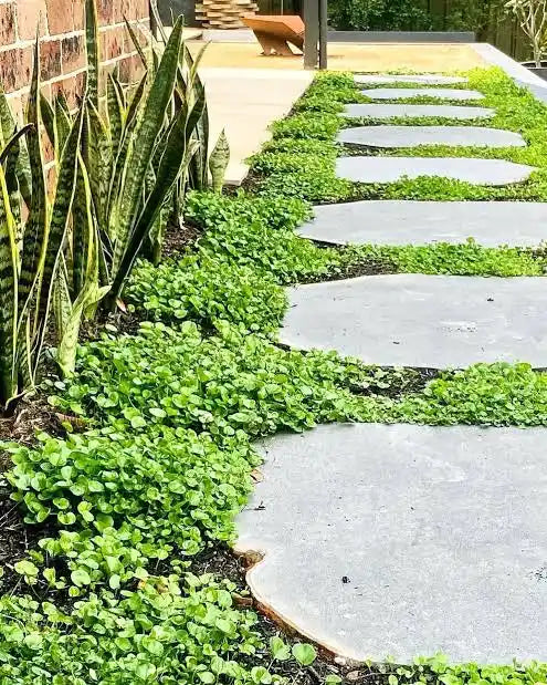 Dichondra Repens - 140mm
