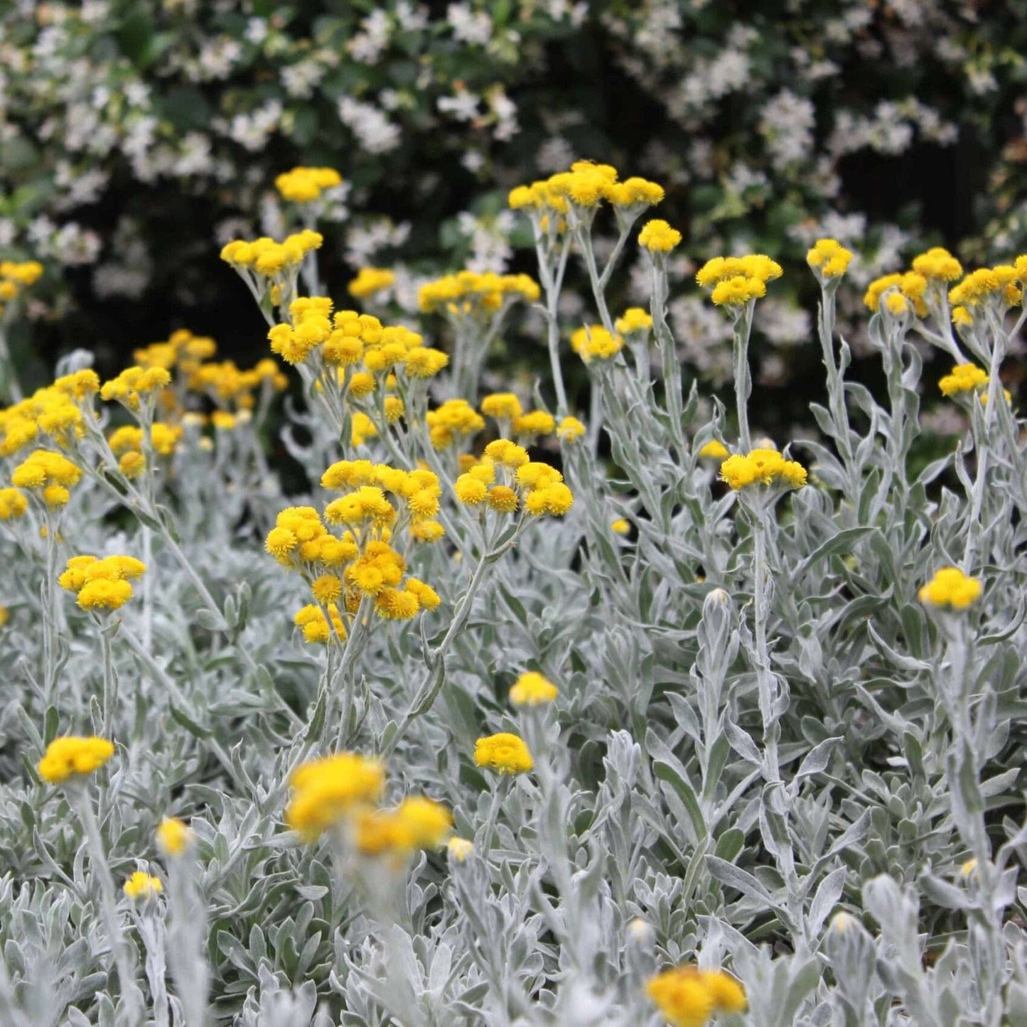 Chrysocephalum Apiculatum ‘Yellow Buttons’ - 140mm