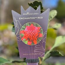 WARATAH ENCHANTED RED 140MM