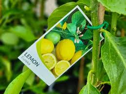 CITRUS LEMON DWARF EUREKA 250MM