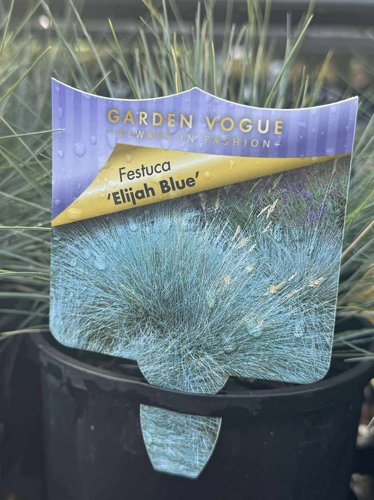 Festuca 'Elijah Blue' - 140mm