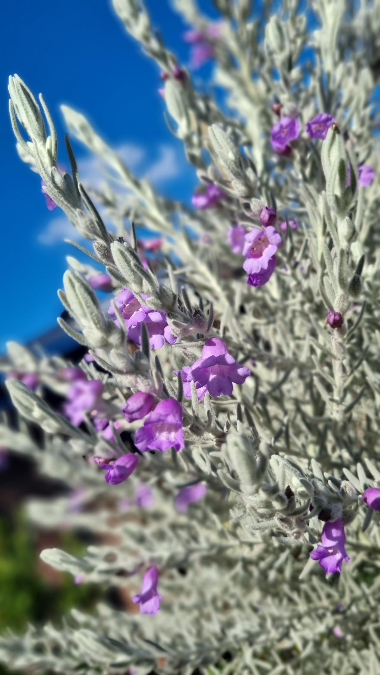 EREMOPHILA NIVEA 140MM