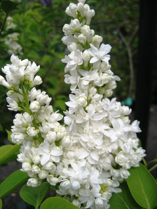 LILAC SYRINGA CORA BRANDT BR