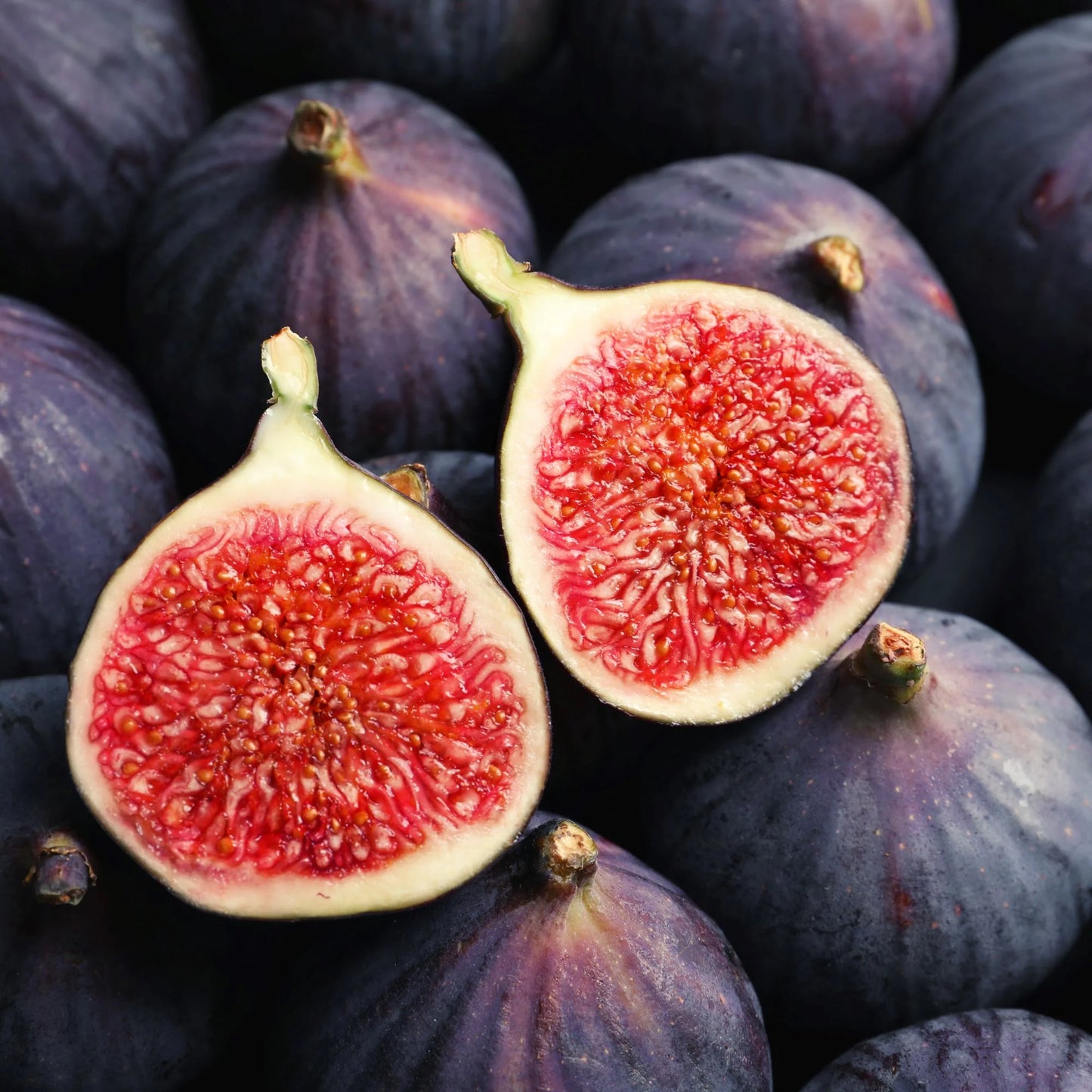 FIG BLACK GENOVA BR