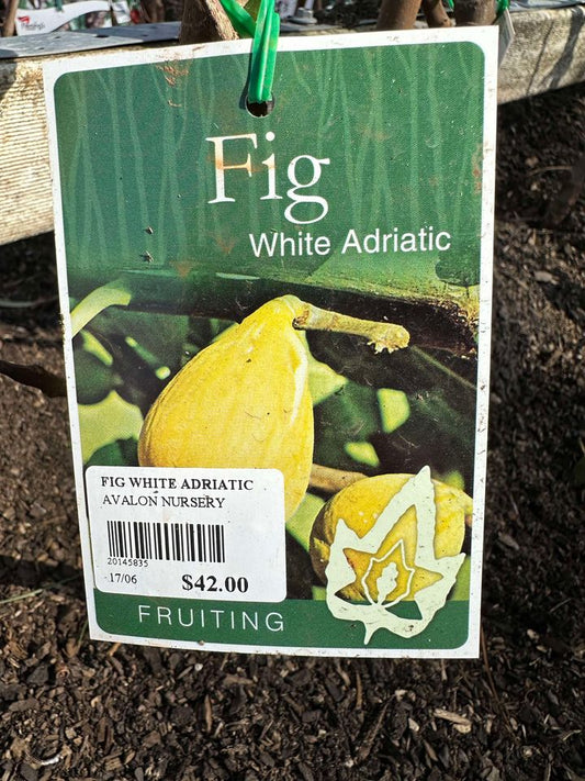 FIG WHITE ADRIATIC BR