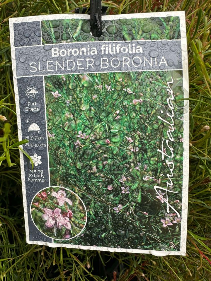 BORONIA FILIFOLIA  140MM