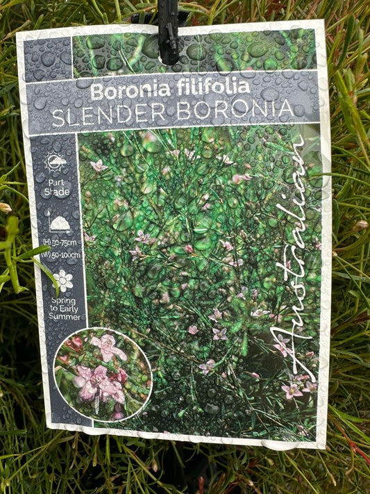 BORONIA FILIFOLIA  140MM