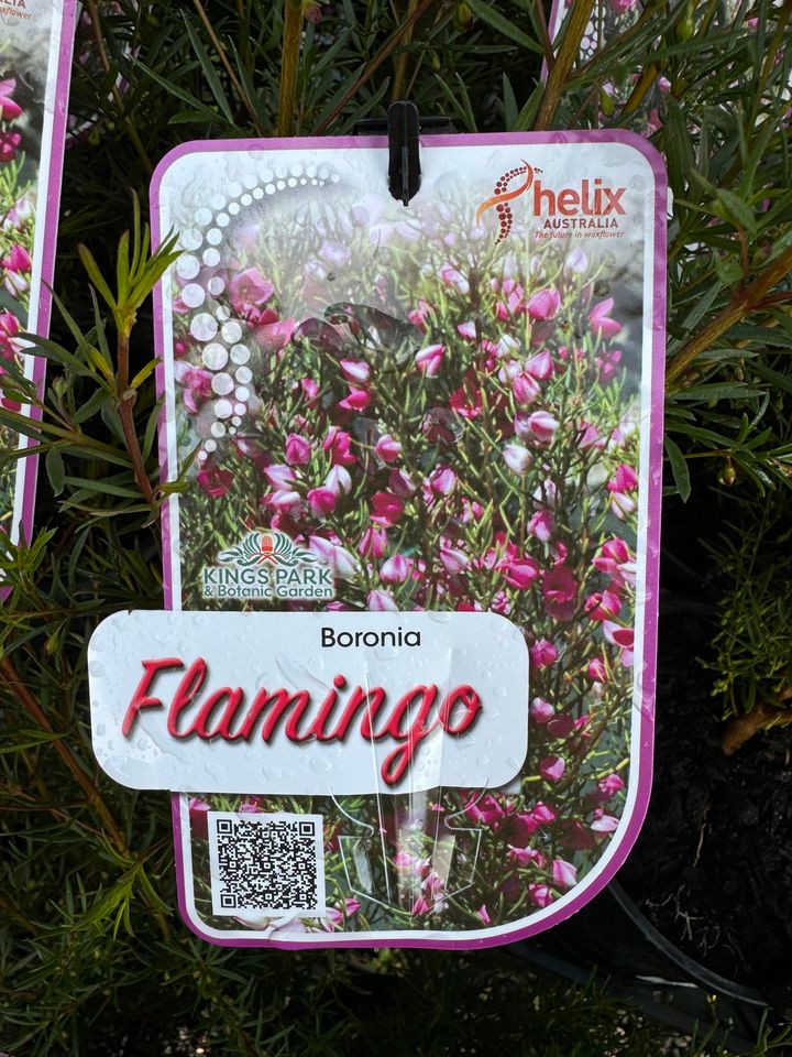 BORONIA PULCH X HETER STELLA FLAMINGO 140MM