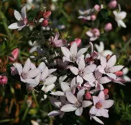 PHILOTHECA MYOPOROIDES FLOWER GIRL 140MM