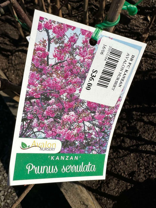FLOWERING CHERRY PRUNUS SERRULATA KANZAN BR