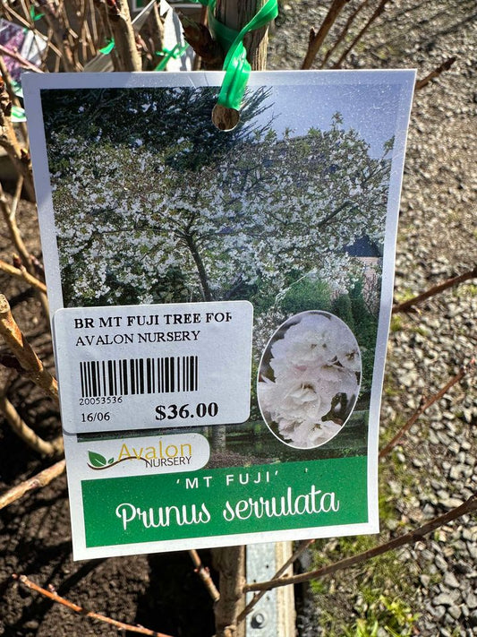 FLOWERING CHERRY PRUNUS MT FUJI TREE FORM BR