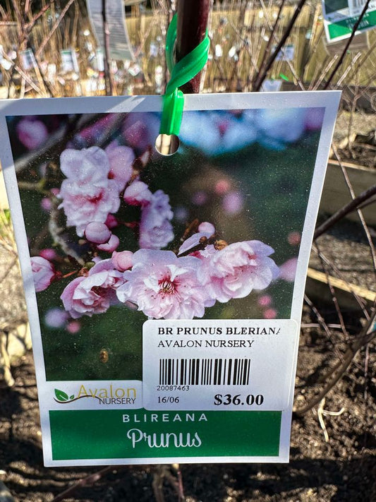 FLOWERING PLUM PRUNUS BLIREIANA BR