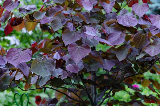 CERCIS CANADENSIS FOREST PANSY BR
