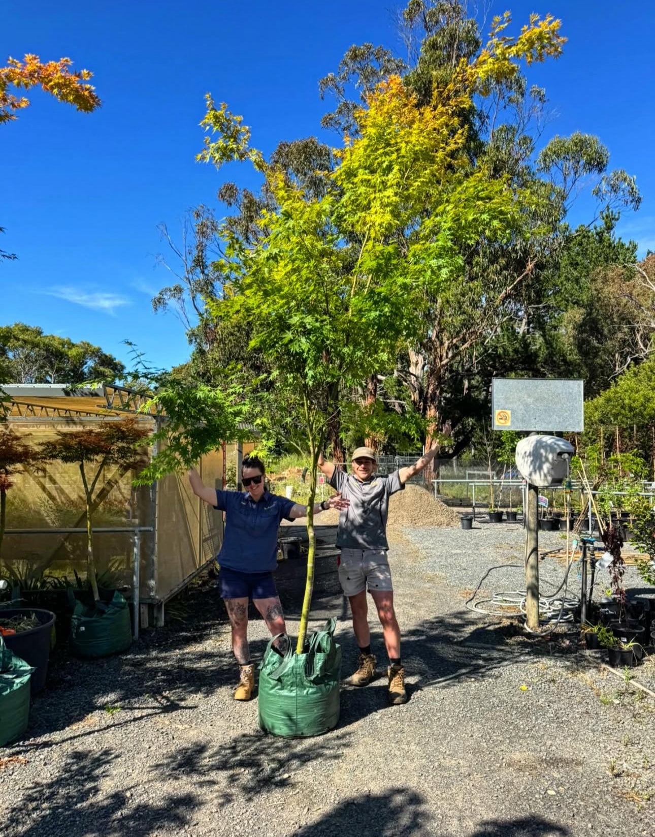 MAPLE ACER PALMATUM 100L BAGGED